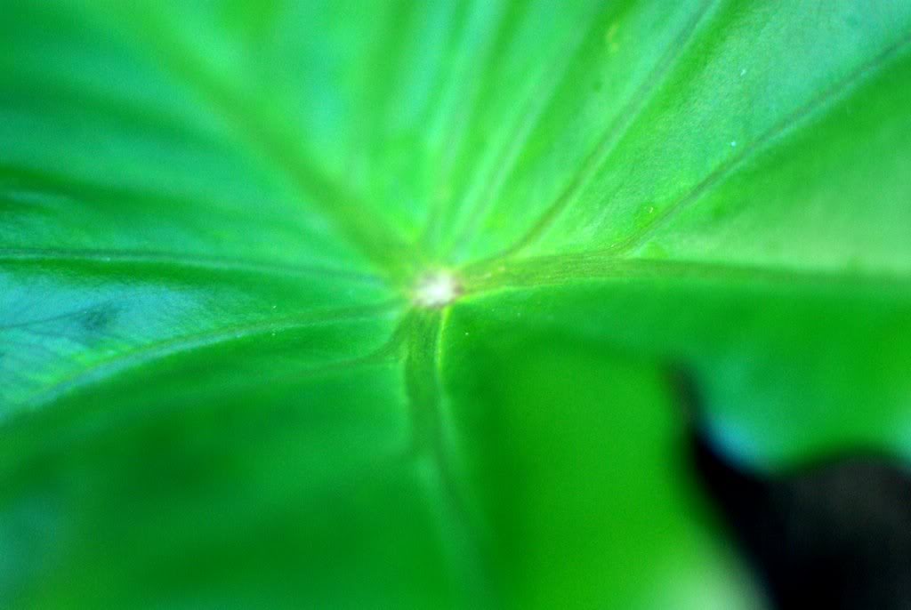 It's Not Work, It's Gardening!: June 2011